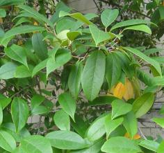 Sycopsis (Sycopsis sinensis) Jardin des Serres dAuteuil / 1 Avenue Gordon Bennett