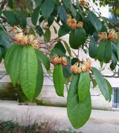 Sycopsis (Sycopsis sinensis) Jardin des Serres dAuteuil / 1 Avenue Gordon Bennett