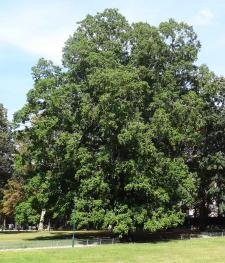 Pterocarya (Pterocarya fraxinifolia), 465 cm de circonférence, planté en 1920 Jardin du Ranelagh (16ème)