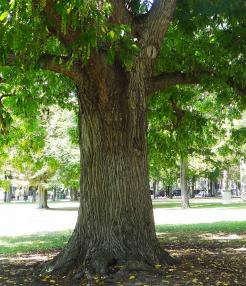 Pterocarya (Pterocarya fraxinifolia), 465 cm de circonférence, planté en 1920 Jardin du Ranelagh (16ème)