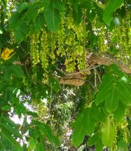 Pterocarya (Pterocarya fraxinifolia), 465 cm de circonférence, planté en 1920 Jardin du Ranelagh (16ème)