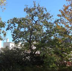 Plaqueminier (Diospyros lotus), 115 cm de circonférence, planté en 1913 Cimetiere du Pere Lachaise (20ème)