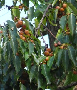 Plaqueminier (Diospyros lotus), 115 cm de circonférence, planté en 1913 Cimetiere du Pere Lachaise (20ème)