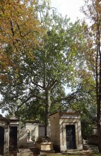 Platane (Platanus x hispanica), 375 cm de circonférence, planté en 1890 Cimetiere du Pere Lachaise (20ème)