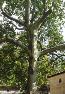 Platane (Platanus x hispanica), 375 cm de circonférence, planté en 1890 Cimetiere du Pere Lachaise (20ème)