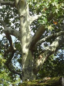 Platane (Platanus x hispanica), 375 cm de circonférence, planté en 1890 Cimetiere du Pere Lachaise (20ème)