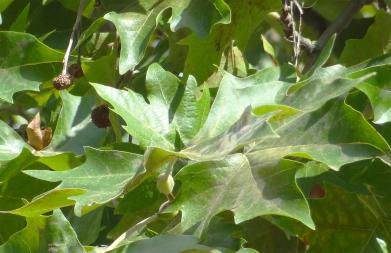 Platane (Platanus x hispanica), 375 cm de circonférence, planté en 1890 Cimetiere du Pere Lachaise (20ème)