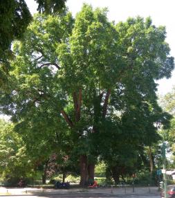 L'arbre numéro 2002367 est un Noyer (Juglans nigra) de 26 mètres de haut et 595 cm de circonférence.
Cet arbre remarquable a été planté il y a 181 ans.
Il est situé 12-04 Route de la Ceinture du Lac Daumesnil - Lac Daumesnil / porte Doree bois de Vincennes (coordonnées GPS 48.83344, 2.4128)