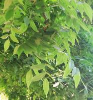 L'arbre numéro 2002367 est un Noyer (Juglans nigra) de 26 mètres de haut et 595 cm de circonférence.
Cet arbre remarquable a été planté il y a 181 ans.
Il est situé 12-04 Route de la Ceinture du Lac Daumesnil - Lac Daumesnil / porte Doree bois de Vincennes (coordonnées GPS 48.83344, 2.4128)