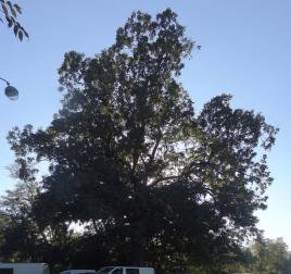 L'arbre numéro 2002392 est un Pterocarya (Pterocarya fraxinifolia) de 28 mètres de haut et 418 cm de circonférence.
Cet arbre remarquable a été planté il y a 144 ans.
Il est situé 16-02 Berge du Lac Inferieur - Chemin de Ceinture du Lac Inferieur bois de Boulogne (coordonnées GPS 48.86311, 2.2618)