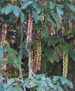 L'arbre numéro 2002392 est un Pterocarya (Pterocarya fraxinifolia) de 28 mètres de haut et 418 cm de circonférence.
Cet arbre remarquable a été planté il y a 144 ans.
Il est situé 16-02 Berge du Lac Inferieur - Chemin de Ceinture du Lac Inferieur bois de Boulogne (coordonnées GPS 48.86311, 2.2618)