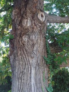 L'arbre numéro 2002392 est un Pterocarya (Pterocarya fraxinifolia) de 28 mètres de haut et 418 cm de circonférence.
Cet arbre remarquable a été planté il y a 144 ans.
Il est situé 16-02 Berge du Lac Inferieur - Chemin de Ceinture du Lac Inferieur bois de Boulogne (coordonnées GPS 48.86311, 2.2618)