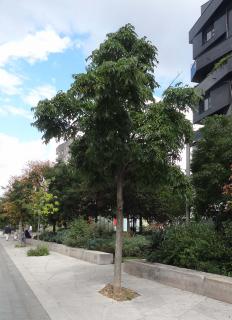 Phellodendron (Phellodendron amurense) Promenade Claude Levi Strauss