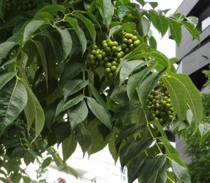 Phellodendron (Phellodendron amurense) Promenade Claude Levi Strauss