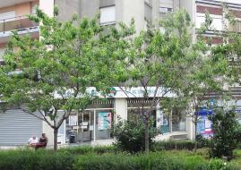 arbres n°2023194, 2023197 juin 2023 Pêcher numéro 2023194-2023197 juin 2023