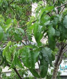 arbre n°2023194 juin 2023 Pêcher numéro 2023194 juin 2023