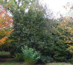 L'arbre numéro 2023890 est un Parrotiopsis (Parrotiopsis jacquemontiana).
Il est situé F-10 Arboretum de l'Ecole du Breuil - Route de la Ferme / Route de la Pyramide bois de Vincennes (coordonnées GPS 48.82091, 2.45497)