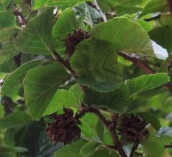 L'arbre numéro 2023890 est un Parrotiopsis (Parrotiopsis jacquemontiana).
Il est situé F-10 Arboretum de l'Ecole du Breuil - Route de la Ferme / Route de la Pyramide bois de Vincennes (coordonnées GPS 48.82091, 2.45497)