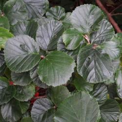 L'arbre numéro 2023890 est un Parrotiopsis (Parrotiopsis jacquemontiana).
Il est situé F-10 Arboretum de l'Ecole du Breuil - Route de la Ferme / Route de la Pyramide bois de Vincennes (coordonnées GPS 48.82091, 2.45497)