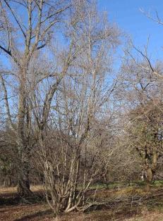 L'arbre numéro 2023890 est un Parrotiopsis (Parrotiopsis jacquemontiana).
Il est situé F-10 Arboretum de l'Ecole du Breuil - Route de la Ferme / Route de la Pyramide bois de Vincennes (coordonnées GPS 48.82091, 2.45497)