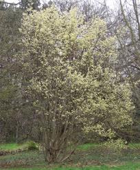 L'arbre numéro 2023890 est un Parrotiopsis (Parrotiopsis jacquemontiana).
Il est situé F-10 Arboretum de l'Ecole du Breuil - Route de la Ferme / Route de la Pyramide bois de Vincennes (coordonnées GPS 48.82091, 2.45497)