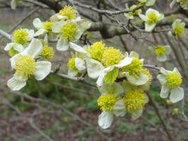 L'arbre numéro 2023890 est un Parrotiopsis (Parrotiopsis jacquemontiana).
Il est situé F-10 Arboretum de l'Ecole du Breuil - Route de la Ferme / Route de la Pyramide bois de Vincennes (coordonnées GPS 48.82091, 2.45497)
