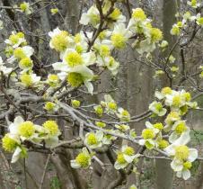 L'arbre numéro 2023890 est un Parrotiopsis (Parrotiopsis jacquemontiana).
Il est situé F-10 Arboretum de l'Ecole du Breuil - Route de la Ferme / Route de la Pyramide bois de Vincennes (coordonnées GPS 48.82091, 2.45497)