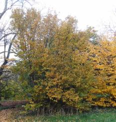 L'arbre numéro 2023890 est un Parrotiopsis (Parrotiopsis jacquemontiana).
Il est situé F-10 Arboretum de l'Ecole du Breuil - Route de la Ferme / Route de la Pyramide bois de Vincennes (coordonnées GPS 48.82091, 2.45497)