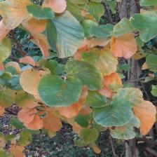 L'arbre numéro 2023890 est un Parrotiopsis (Parrotiopsis jacquemontiana).
Il est situé F-10 Arboretum de l'Ecole du Breuil - Route de la Ferme / Route de la Pyramide bois de Vincennes (coordonnées GPS 48.82091, 2.45497)