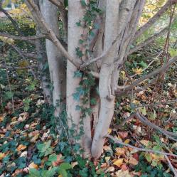 L'arbre numéro 2023890 est un Parrotiopsis (Parrotiopsis jacquemontiana).
Il est situé F-10 Arboretum de l'Ecole du Breuil - Route de la Ferme / Route de la Pyramide bois de Vincennes (coordonnées GPS 48.82091, 2.45497)