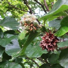 L'arbre numéro 2023890 est un Parrotiopsis (Parrotiopsis jacquemontiana).
Il est situé F-10 Arboretum de l'Ecole du Breuil - Route de la Ferme / Route de la Pyramide bois de Vincennes (coordonnées GPS 48.82091, 2.45497)