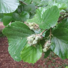 L'arbre numéro 2023890 est un Parrotiopsis (Parrotiopsis jacquemontiana).
Il est situé F-10 Arboretum de l'Ecole du Breuil - Route de la Ferme / Route de la Pyramide bois de Vincennes (coordonnées GPS 48.82091, 2.45497)