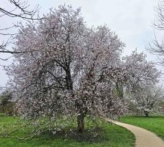 arbre n°2024020 février 2026 Prunier numéro 2024020 février 2026