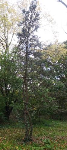 Pin numéro 2024072 novembre 2021