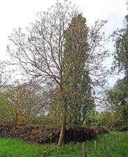 L'arbre numéro 2024121 est un Noyer (Juglans microcarpa).
Il est situé Q-13 Arboretum de l'Ecole du Breuil - Route de la Ferme / Route de la Pyramide bois de Vincennes (coordonnées GPS 48.82288, 2.45782)