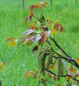 L'arbre numéro 2024121 est un Noyer (Juglans microcarpa).
Il est situé Q-13 Arboretum de l'Ecole du Breuil - Route de la Ferme / Route de la Pyramide bois de Vincennes (coordonnées GPS 48.82288, 2.45782)