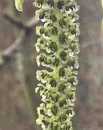 L'arbre numéro 2024121 est un Noyer (Juglans microcarpa).
Il est situé Q-13 Arboretum de l'Ecole du Breuil - Route de la Ferme / Route de la Pyramide bois de Vincennes (coordonnées GPS 48.82288, 2.45782)