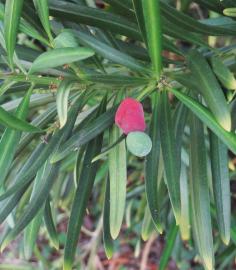 L'arbre numéro 2024136 est un Podocarpus (Podocarpus macrophyllus 'Angustifolius').
Il est situé L-10 Arboretum de l'Ecole du Breuil - Route de la Ferme / Route de la Pyramide bois de Vincennes (coordonnées GPS 48.82167, 2.45698)