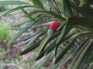 L'arbre numéro 2024136 est un Podocarpus (Podocarpus macrophyllus 'Angustifolius').
Il est situé L-10 Arboretum de l'Ecole du Breuil - Route de la Ferme / Route de la Pyramide bois de Vincennes (coordonnées GPS 48.82167, 2.45698)