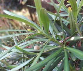 L'arbre numéro 2024136 est un Podocarpus (Podocarpus macrophyllus 'Angustifolius').
Il est situé L-10 Arboretum de l'Ecole du Breuil - Route de la Ferme / Route de la Pyramide bois de Vincennes (coordonnées GPS 48.82167, 2.45698)
