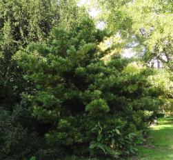 L'arbre numéro 2024137 est un Podocarpus (Podocarpus macrophyllus 'Angustifolius').
Il est situé L-10 Arboretum de l'Ecole du Breuil - Route de la Ferme / Route de la Pyramide bois de Vincennes (coordonnées GPS 48.82163, 2.45697)