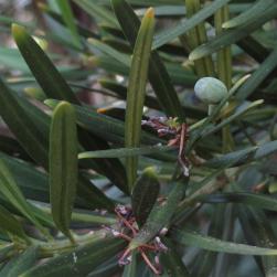 L'arbre numéro 2024137 est un Podocarpus (Podocarpus macrophyllus 'Angustifolius').
Il est situé L-10 Arboretum de l'Ecole du Breuil - Route de la Ferme / Route de la Pyramide bois de Vincennes (coordonnées GPS 48.82163, 2.45697)
