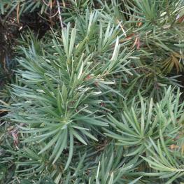 L'arbre numéro 2024137 est un Podocarpus (Podocarpus macrophyllus 'Angustifolius').
Il est situé L-10 Arboretum de l'Ecole du Breuil - Route de la Ferme / Route de la Pyramide bois de Vincennes (coordonnées GPS 48.82163, 2.45697)