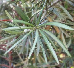 L'arbre numéro 2024137 est un Podocarpus (Podocarpus macrophyllus 'Angustifolius').
Il est situé L-10 Arboretum de l'Ecole du Breuil - Route de la Ferme / Route de la Pyramide bois de Vincennes (coordonnées GPS 48.82163, 2.45697)