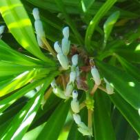 L'arbre numéro 2024137 est un Podocarpus (Podocarpus macrophyllus 'Angustifolius').
Il est situé L-10 Arboretum de l'Ecole du Breuil - Route de la Ferme / Route de la Pyramide bois de Vincennes (coordonnées GPS 48.82163, 2.45697)