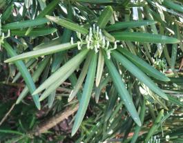 L'arbre numéro 2024137 est un Podocarpus (Podocarpus macrophyllus 'Angustifolius').
Il est situé L-10 Arboretum de l'Ecole du Breuil - Route de la Ferme / Route de la Pyramide bois de Vincennes (coordonnées GPS 48.82163, 2.45697)