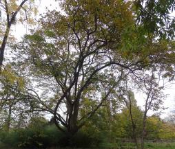 arbre n°2024446 novembre 2021 Noyer numéro 2024446 novembre 2021