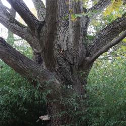 arbre n°2024446 novembre 2021 Noyer numéro 2024446 novembre 2021