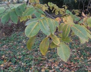 arbre n°2024446 novembre 2021 Noyer numéro 2024446 novembre 2021