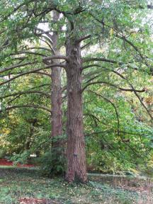 L'arbre numéro 2024462 est un Pterocarya (Pterocarya stenoptera).
Il est situé N-13 Arboretum de l'Ecole du Breuil - Route de la Ferme / Route de la Pyramide bois de Vincennes (coordonnées GPS 48.82251, 2.45686)
L'arbre numéro 2024463 est un Pterocarya (Pterocarya stenoptera).
Il est situé N-13 Arboretum de l'Ecole du Breuil - Route de la Ferme / Route de la Pyramide bois de Vincennes (coordonnées GPS 48.82246, 2.4568)